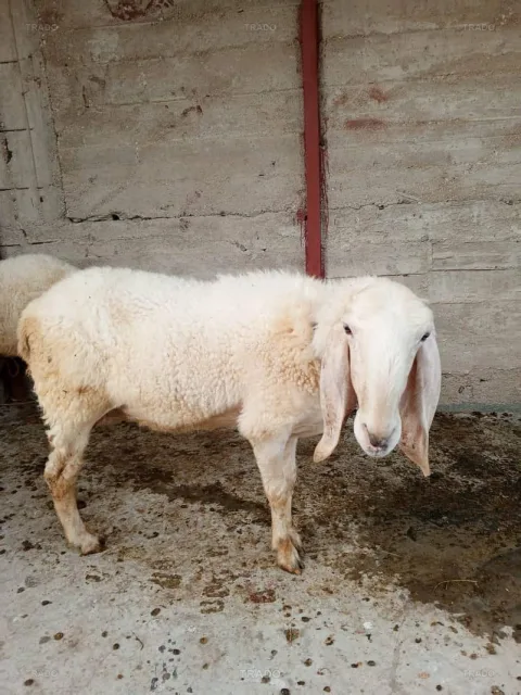 Larkana Ki Dumbi 4 Dant Ki for Sale in Karachi