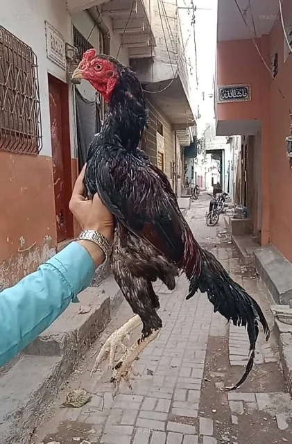 Burmi for Sale in Karachi
