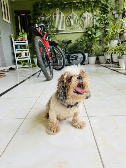 Pedigree, Female Shitzu for Sale in Islamabad