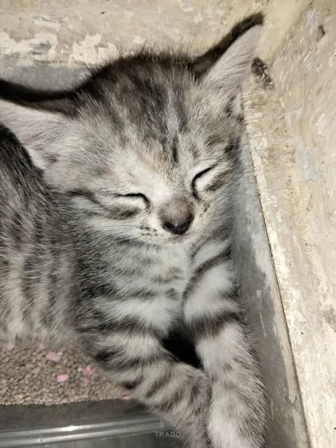 Well-Trained Kittens Looking for Sale in Lahore