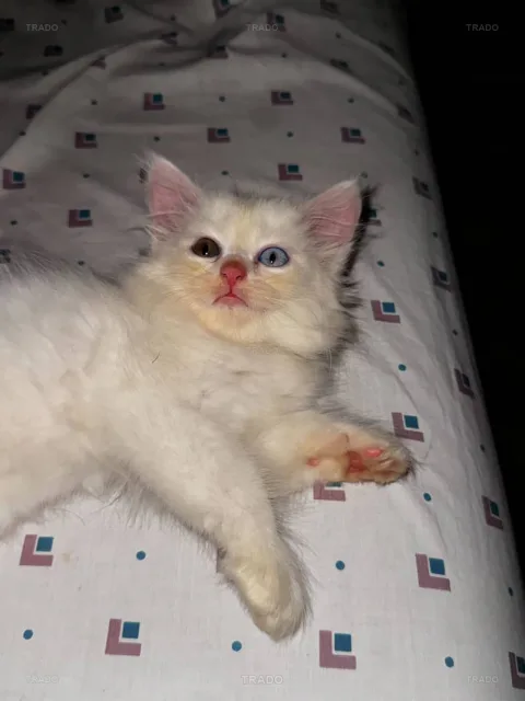 Female Kitten for Sale in Karachi