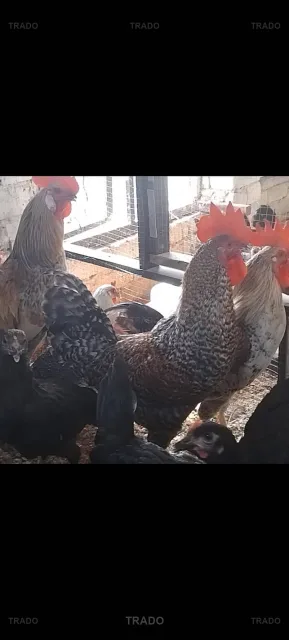 Roosters for Sale in Lahore