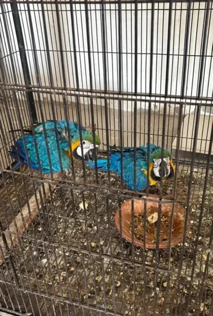 Blue Macaw Parrot Chicks for Sale in Gulberg 2, Lahore